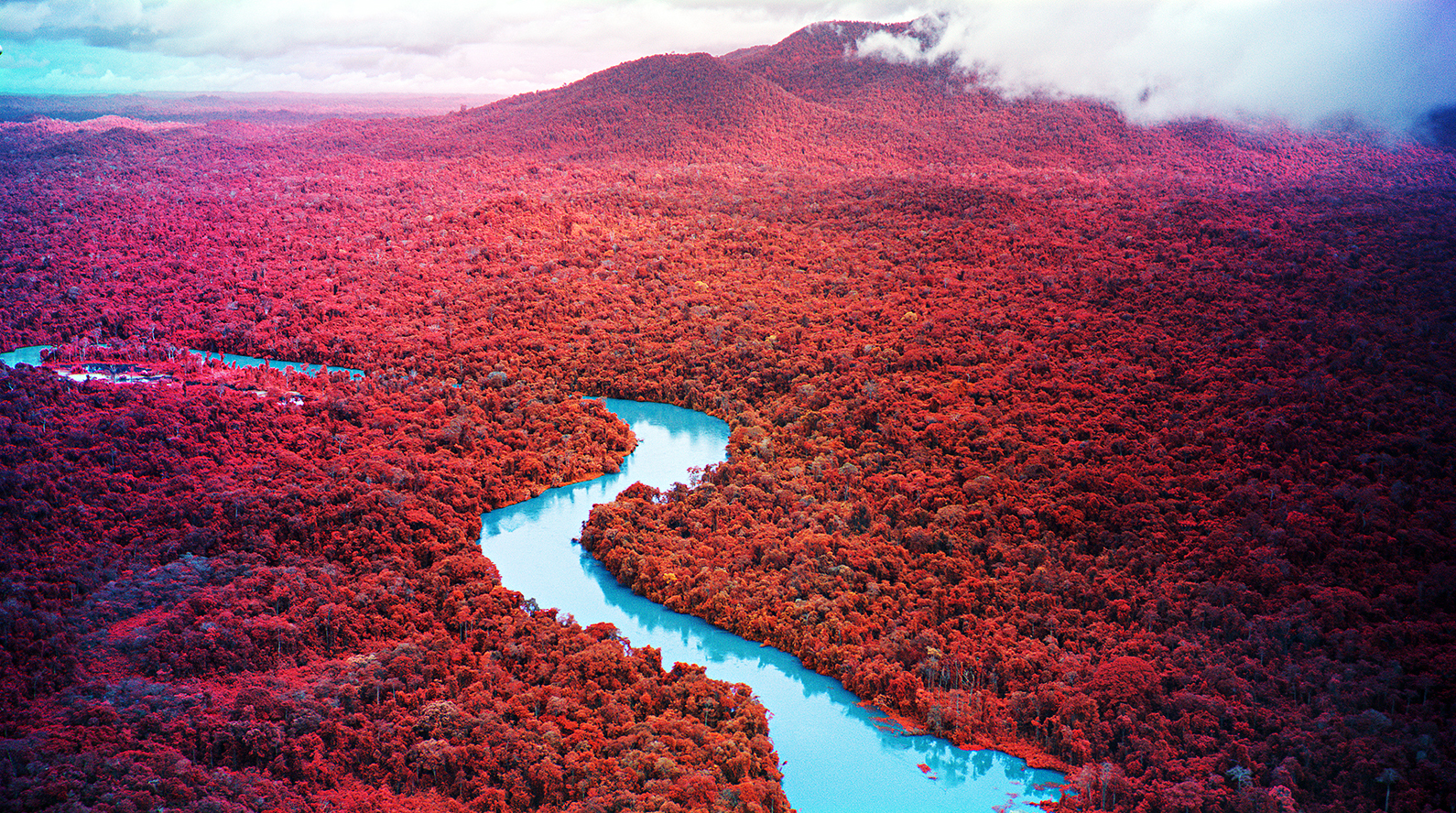 Richard Mosse