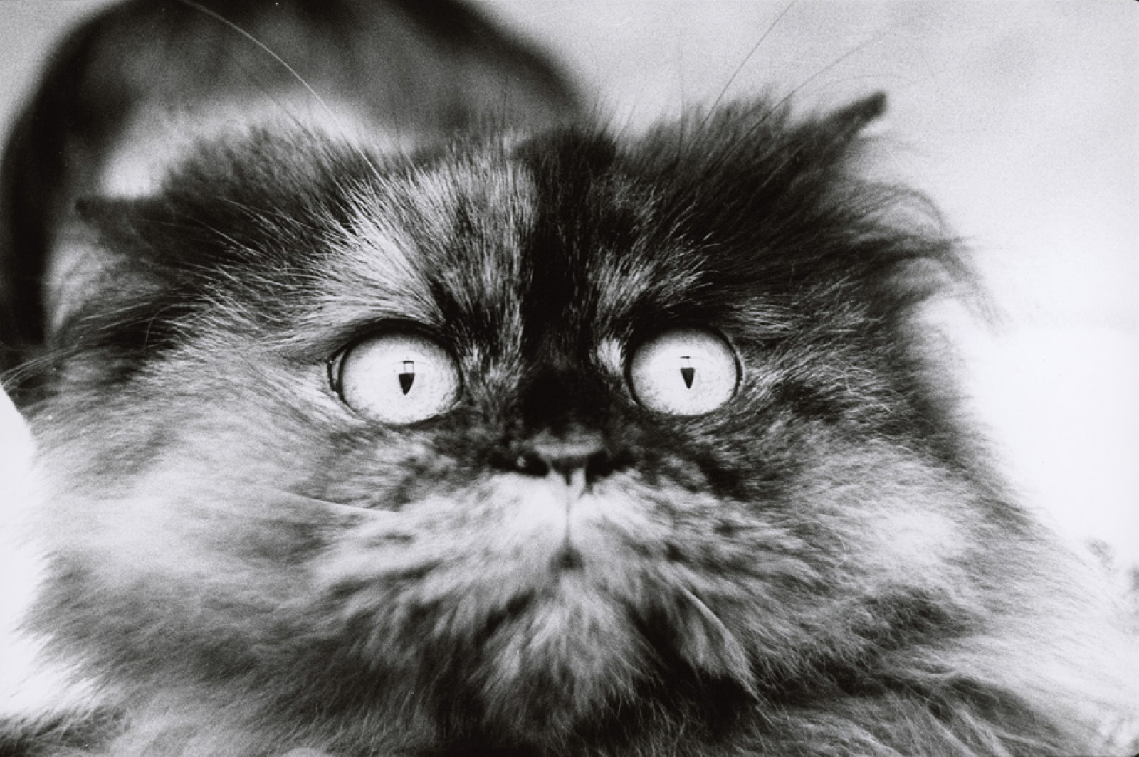 Modèle animal